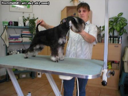 Zwergschnauzer Hunde Foto 9875 Zwergschnauzer Meine huendin Precious Jewel of Roxy's Pride