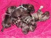 Zwergschnauzer Foto: Puppies 1 Tag (ID 39596) Zwergschnauzer Hund