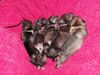 Zwergschnauzer Foto: Puppies 1 Woche (ID 39597) Zwergschnauzer Hund