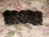Zwergschnauzer Foto: Puppies 10 Tage (ID 39598) Zwergschnauzer Hund