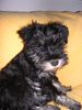 Zwergschnauzer Foto: Unsere Lissy (3 Monate alt) (ID 32686) Zwergschnauzer Hund