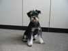 Zwergschnauzer Foto: Voyagers Arizona Dream (Anton) (ID 13586) Zwergschnauzer Hund