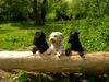 Zwergschnauzer Foto: Arthur , Starco en Cisse (ID 11833) Zwergschnauzer Hund