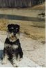 Zwergschnauzer Foto: Balu von der Mutterbuche (ID 10948) Zwergschnauzer Hund