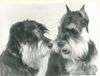 Zwergschnauzer Foto: Flori und Bautzi v.d.kleinen Strolchen (ID 16116) Zwergschnauzer Hund