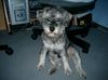Zwergschnauzer Foto: Einer geht noch...... (ID 22758) Zwergschnauzer Hund