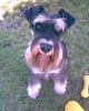 Zwergschnauzer Foto: Oskar von den kleinen Strolchen beim Bravgucken! (ID 37786) Zwergschnauzer Hund