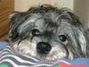 Zwergschnauzer Foto: Ich bin BASTI -müde aber süß (ID 17487) Zwergschnauzer Hund