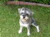 Zwergschnauzer Foto: Ich bin der kleine Basti (ID 22757) Zwergschnauzer Hund
