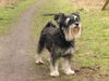 Zwergschnauzer Foto: Caruso vun Dusendüwelswarf (ID 37094) Zwergschnauzer Hund