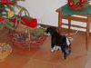 Zwergschnauzer Foto: Weihnachtsüberraschung 2002 (ID 2541) Zwergschnauzer Hund