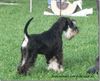 Zwergschnauzer Hund