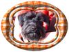 Zwergschnauzer Foto (ID 3466) Zwergschnauzer Hund