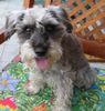 Zwergschnauzer Foto: Cindy 7Jahre ein sehr braves Mädchen (ID 5077) Zwergschnauzer Hund