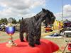 Zwergschnauzer Foto: Zwergschnauzer-Liebhaber und Züchter dieser wunderbaren Hunderasseasse (ID 2210) Zwergschnauzer Hund