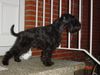 Zwergschnauzer Foto: Zwergschnauzer-Liebhaber und Züchter dieser wunderbaren Hunderasseasse (ID 2209) Zwergschnauzer Hund