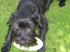 Zwergschnauzer Foto: Cindy Laupert vom Augustinenkloster, 6 Jhr. (ID 33861) Zwergschnauzer Hund