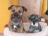 Zwergschnauzer Foto: Pookie mit 2 Jahren und Freund Koko (ID 17201) Zwergschnauzer Hund
