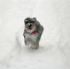 Zwergschnauzer Foto: Easy im Schnee (ID 44140) Zwergschnauzer Hund