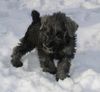 Zwergschnauzer Foto: Eiminis Qwin Aniretak (ID 29058) Zwergschnauzer Hund