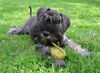Zwergschnauzer Foto: Eiminis Qwin Aniretak, 5 Mon. (ID 32048) Zwergschnauzer Hund
