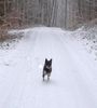 Zwergschnauzer Foto: Schön ist es auf der Welt zu sein !!! (ID 29960) Zwergschnauzer Hund