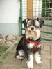 Zwergschnauzer Foto: Unsere Jenny (ID 11421) Zwergschnauzer Hund