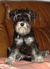 Zwergschnauzer Foto: Unsere Jenny (ID 11422) Zwergschnauzer Hund