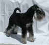 Zwergschnauzer Foto: Joy von den kleinen Strolchen (ID 15975) Zwergschnauzer Hund