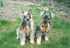 Zwergschnauzer Foto: WW Karis z Habri + Buchsy Garbo (ID 28103) Zwergschnauzer Hund