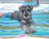 Zwergschnauzer Foto: Kasimir Peppers de Gabritho beim Sonnenbaden (ID 35107) Zwergschnauzer Hund