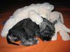 Zwergschnauzer Foto: Kasperl Peppers de Gabritho mit seinen Kuscheltieren (ID 35108) Zwergschnauzer Hund