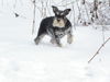 Zwergschnauzer Foto: Kira im Schnee (ID 27475) Zwergschnauzer Hund