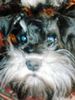 Zwergschnauzer Foto: Ronny von den kleinen Strolchen, - klein und pfiffig! (ID 41452) Zwergschnauzer Hund