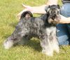 Zwergschnauzer Foto: Krawuzi Peppers de Gabritho - Stockerau (ID 35104) Zwergschnauzer Hund