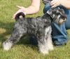 Zwergschnauzer Foto: Krawuzi Peppers de Gabritho - Stockerau (ID 35105) Zwergschnauzer Hund