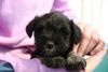 Zwergschnauzer Foto: LeeLoo mit 6 Wochen (ID 22568) Zwergschnauzer Hund