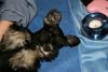 Zwergschnauzer Foto: LeeLoo beim Frisieren (ID 22569) Zwergschnauzer Hund