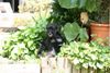 Zwergschnauzer Foto: unsere LeeLoo mit 13 Wochen (ID 22567) Zwergschnauzer Hund