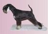 Zwergschnauzer Foto: Coquette Lora Sandora (ID 31912) Zwergschnauzer Hund
