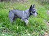 Zwergschnauzer Foto: Maus nimm dich in acht - ich bin ein Rattler!!! (ID 29982) Zwergschnauzer Hund