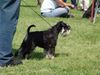 Zwergschnauzer Foto: Deckrüde Sanny-Boy läßt sich vom Richter nicht beeindrucken. (ID 28712) Zwergschnauzer Hund