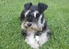 Zwergschnauzer Foto: Oskar von den kleinen Strolchen bei seiner Snack-Pause ! (ID 34833) Zwergschnauzer Hund