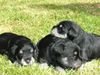 Zwergschnauzer Foto: Nachwuchs bei den (ID 41952) Zwergschnauzer Hund