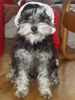 Zwergschnauzer Foto: Nicoline Lola (ID 16975) Zwergschnauzer Hund