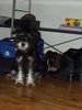 Zwergschnauzer Foto: Lola (4 monate alt) (ID 6074) Zwergschnauzer Hund