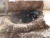 Zwergschnauzer Foto: schlafend und doch in bewegung (ID 20983) Zwergschnauzer Hund