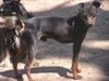 Zwergschnauzer Foto: hallo süße (ID 21132) Zwergschnauzer Hund