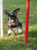 Zwergschnauzer Foto: Fini (Mira) von den kleinen Strolchen im Slalom (ID 38068) Zwergschnauzer Hund