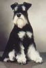 Zwergschnauzer Foto: Pepe, Intern. Champ. (ID 15977) Zwergschnauzer Hund